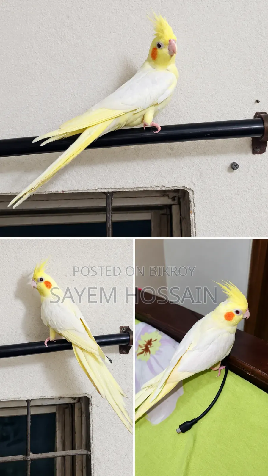 Lutino Tame Size Cockatiel