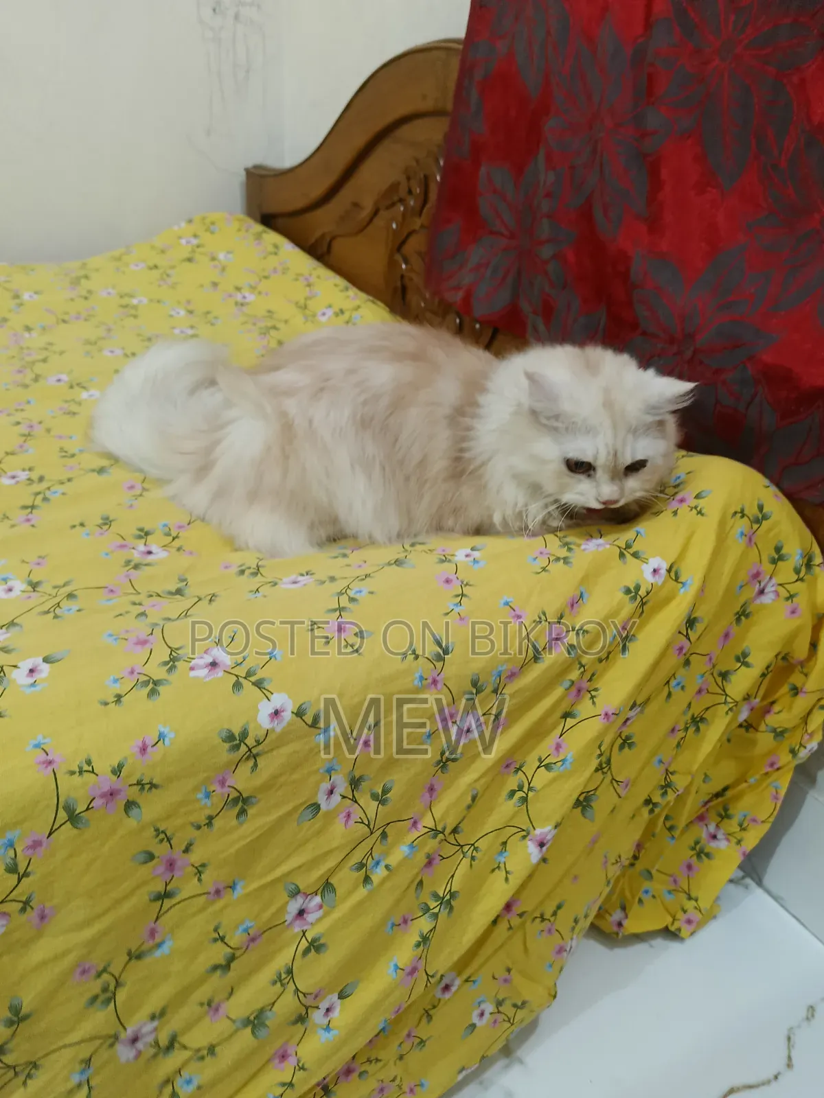 6-12 months Male Purebred Persian