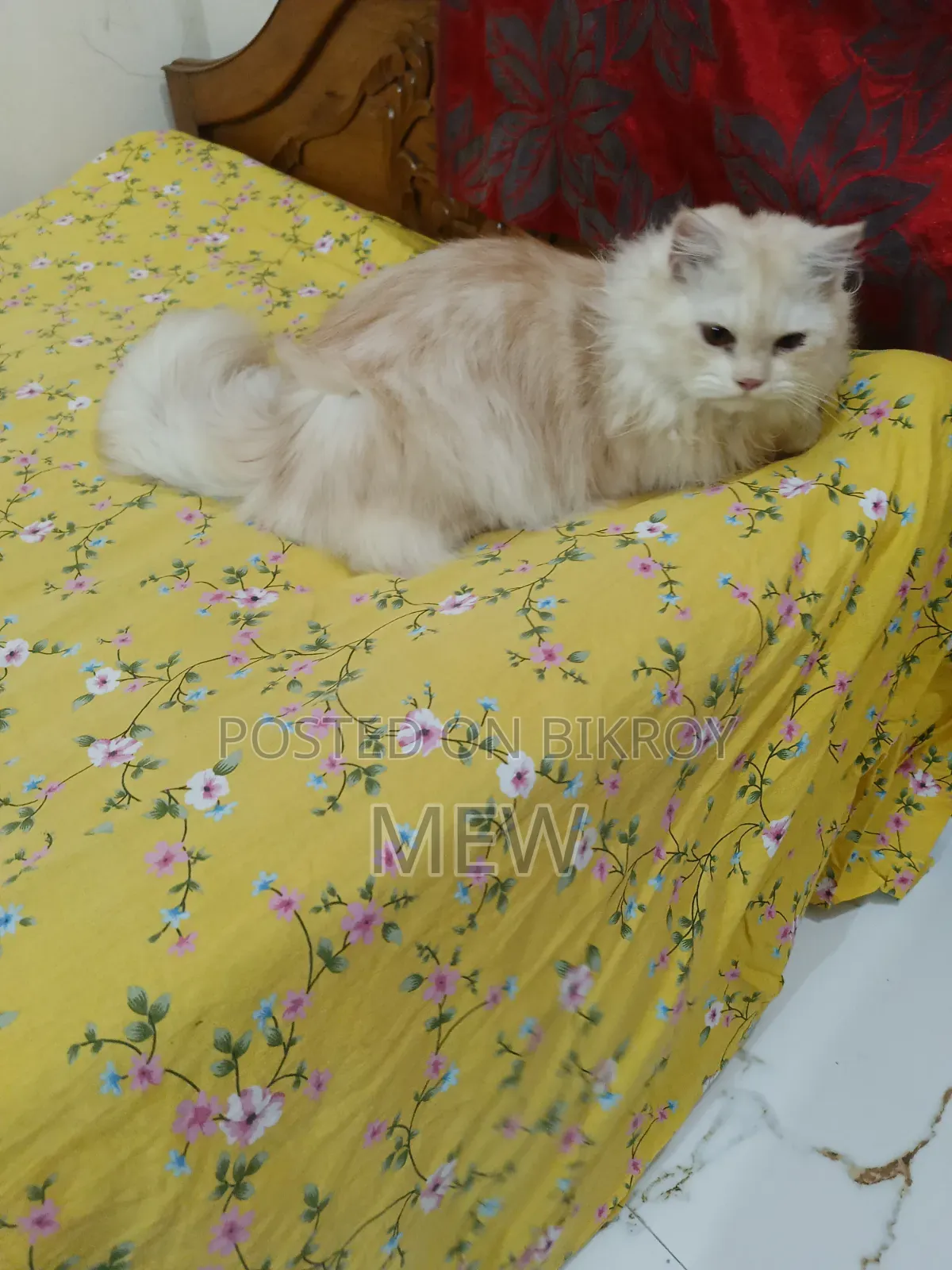 6-12 months Male Purebred Persian