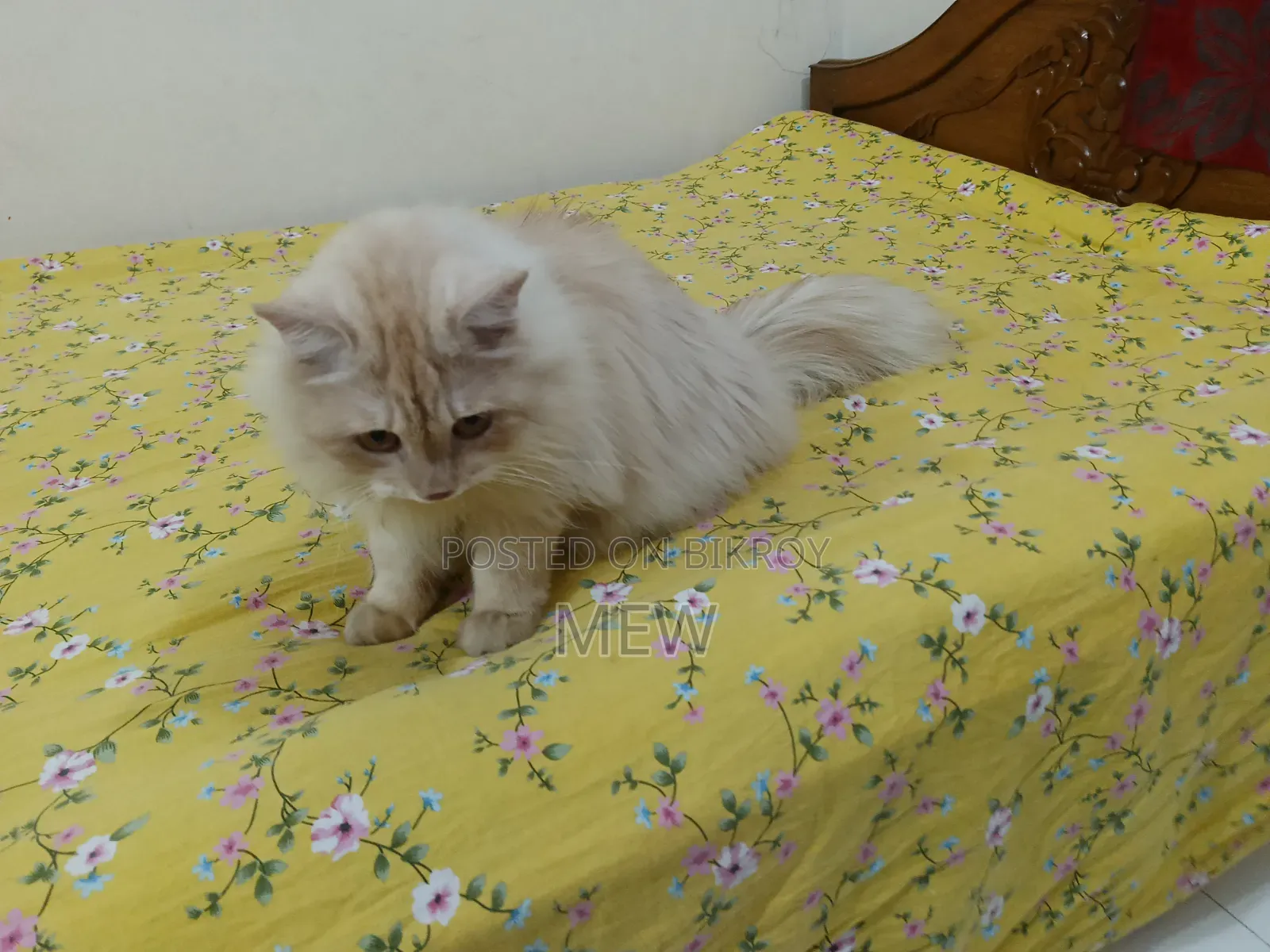 6-12 months Male Purebred Persian