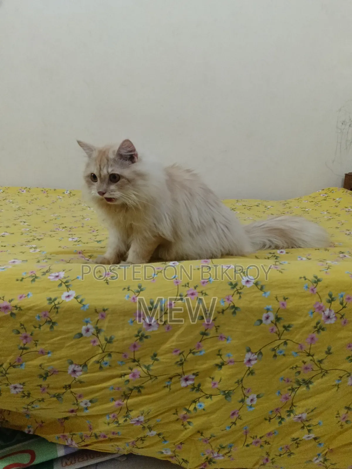 6-12 months Male Purebred Persian