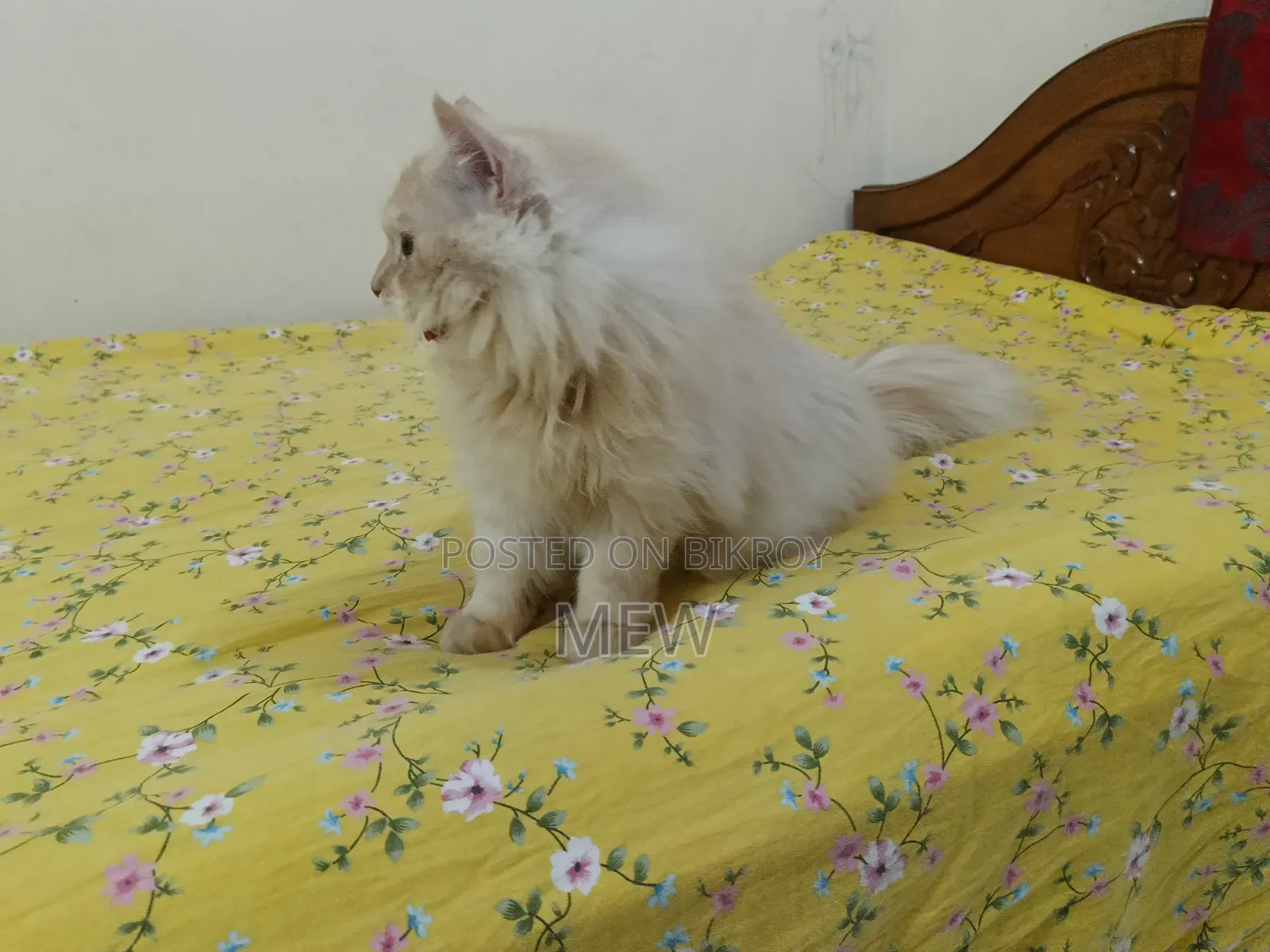 6-12 months Male Purebred Persian