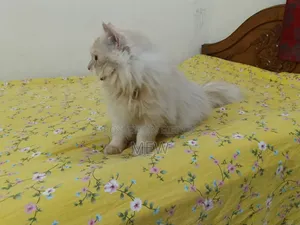 6-12 months Male Purebred Persian