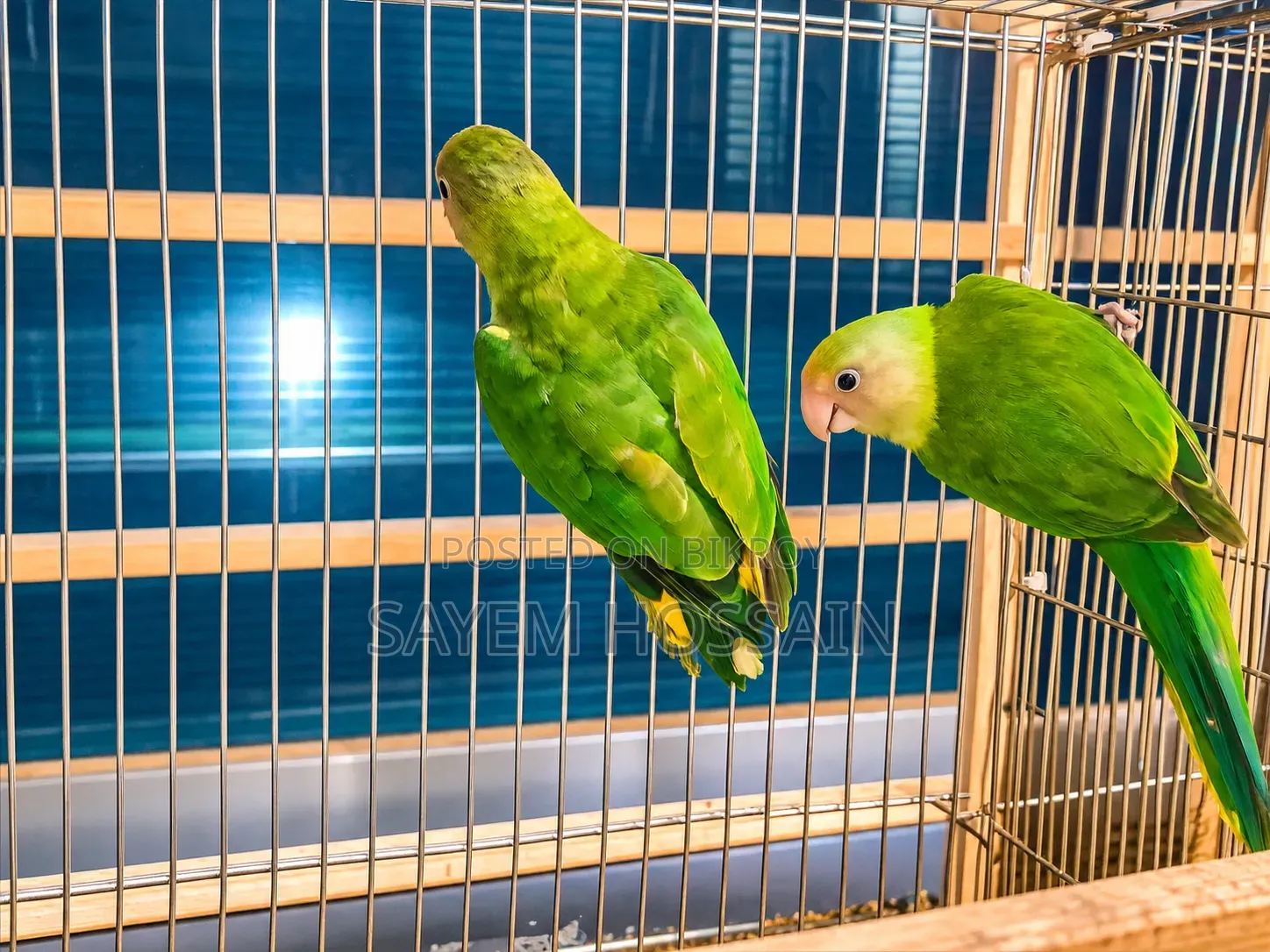 Alexandrine Parakeet Semi Adult Pair