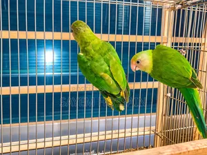 Alexandrine Parakeet Semi Adult Pair