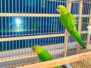 Alexandrine Parakeet Semi Adult Pair