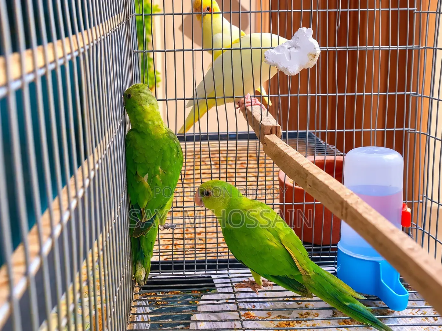 Alexandrine Parakeet Semi Adult Pair