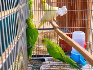 Alexandrine Parakeet Semi Adult Pair