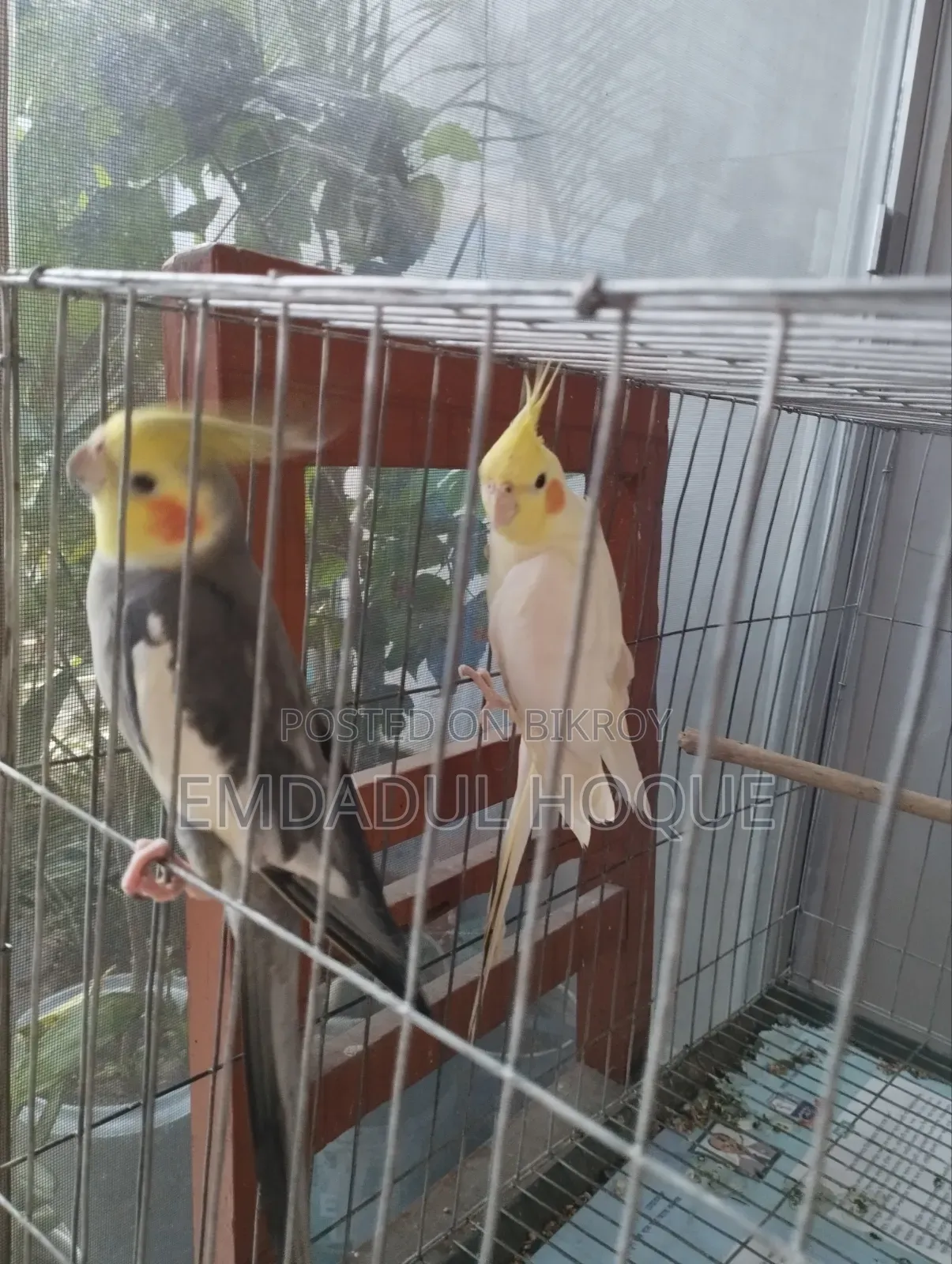 COCKTAIL Pair