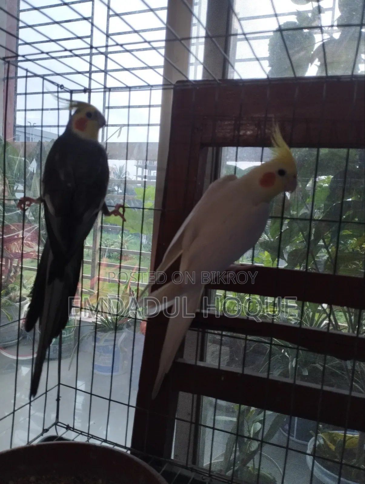 COCKTAIL Pair