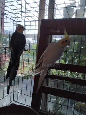 COCKTAIL Pair