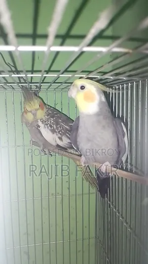 Adult Cockatiel Pair.