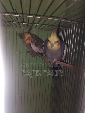 Adult Cockatiel Pair.