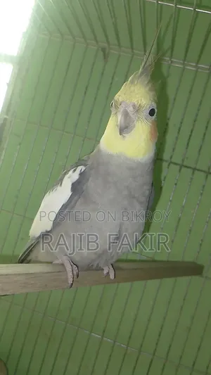 Adult Cockatiel Pair.