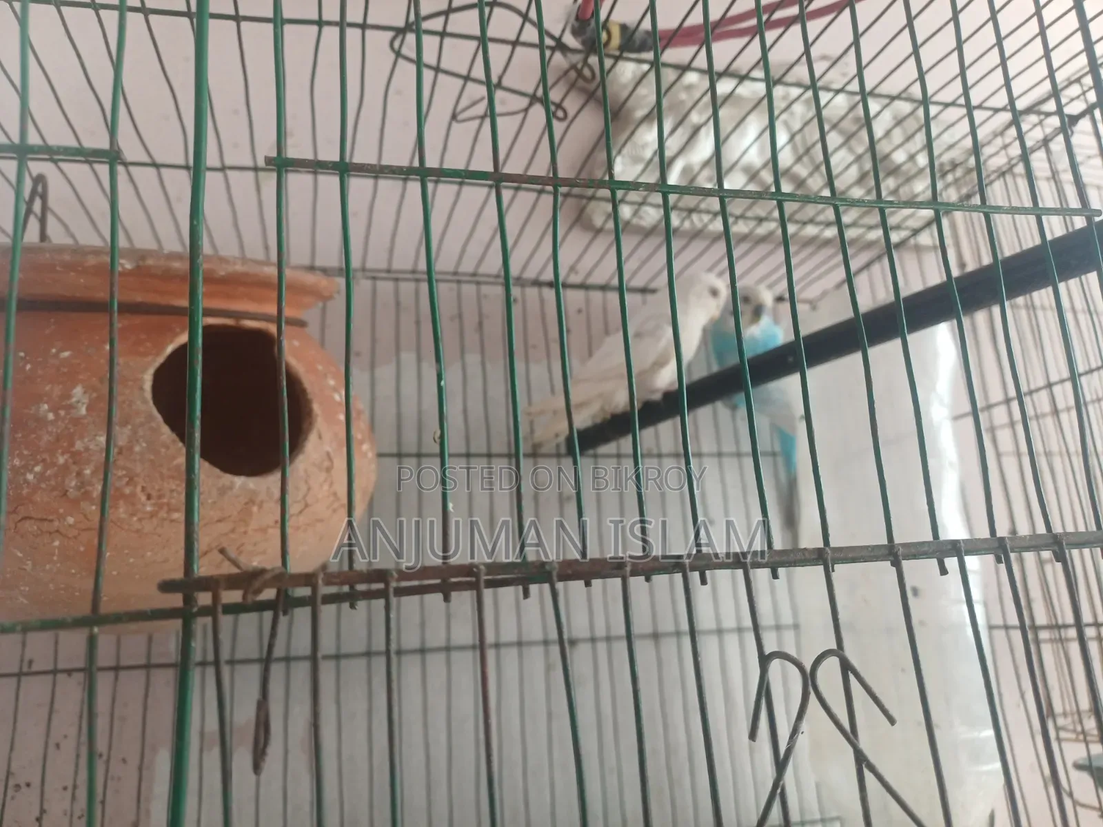 বাজিগর পাখির জোড়া