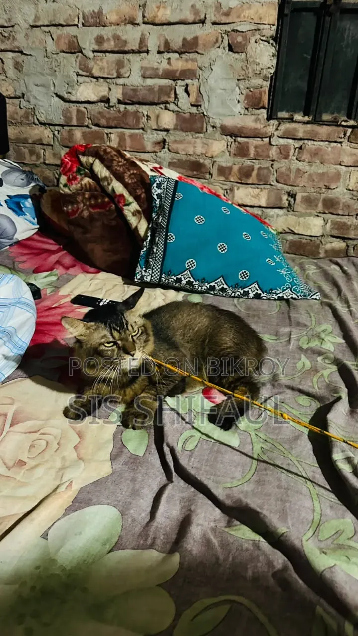 6-12 months Male Purebred Persian