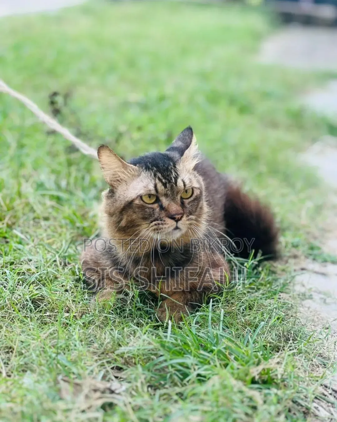 6-12 months Male Purebred Persian