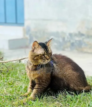 6-12 months Male Purebred Persian