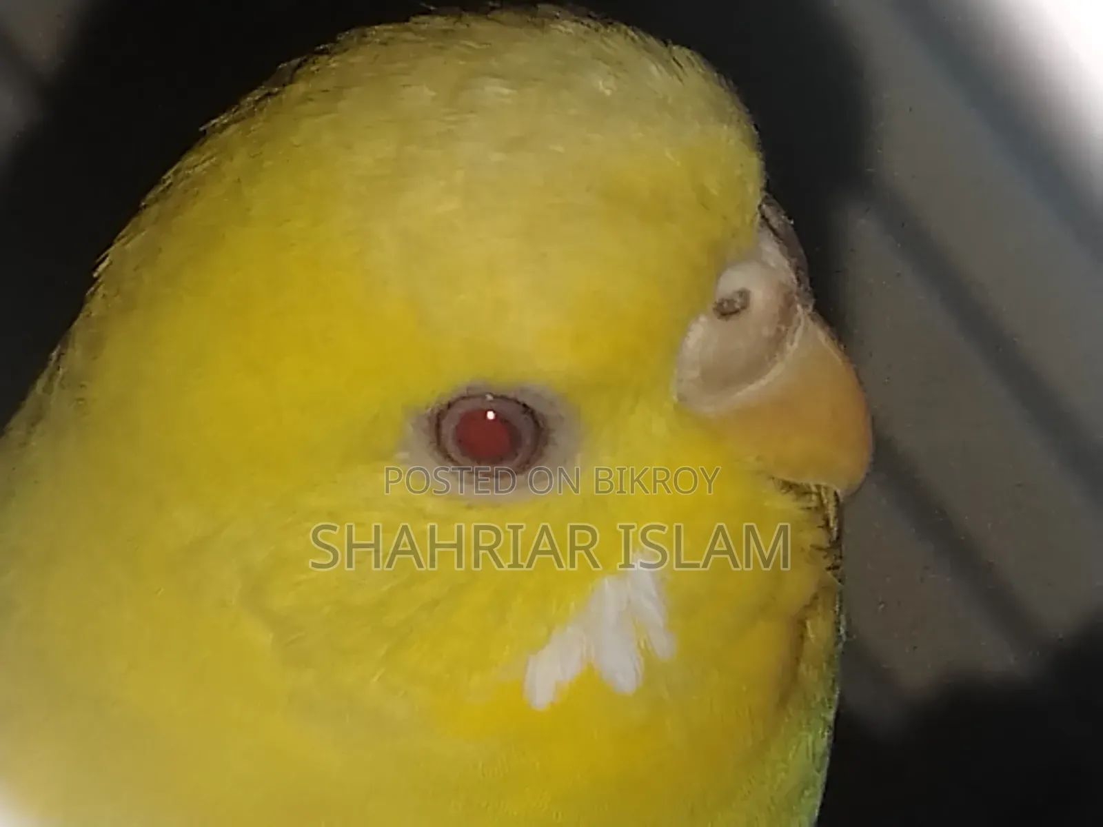 Budgerigar Pakhi