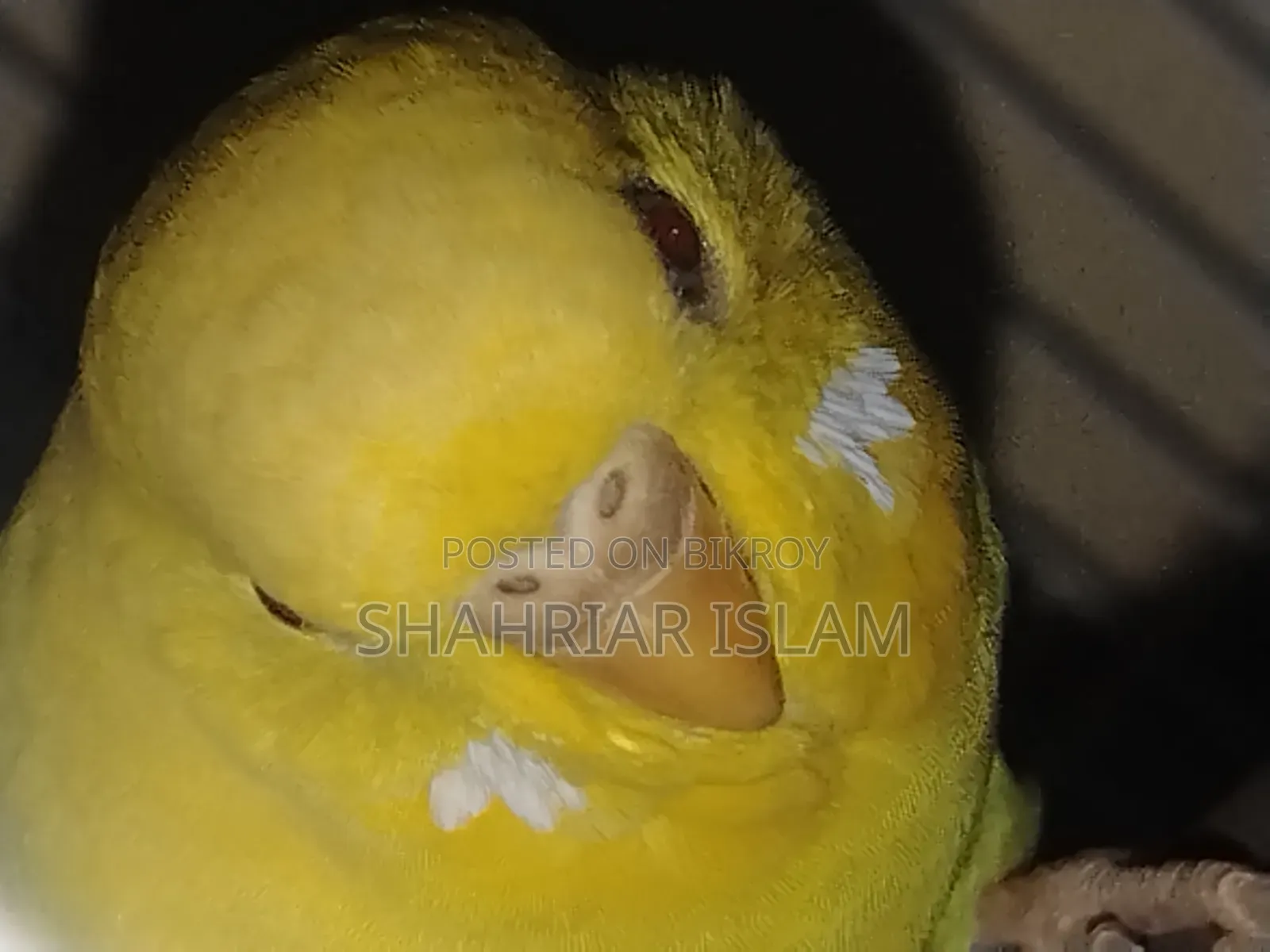 Budgerigar Pakhi