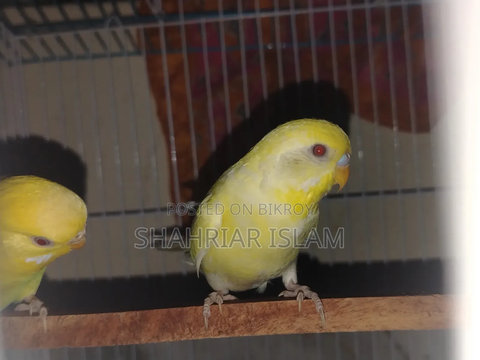 Budgerigar Pakhi