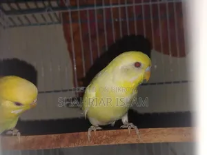 Budgerigar Pakhi