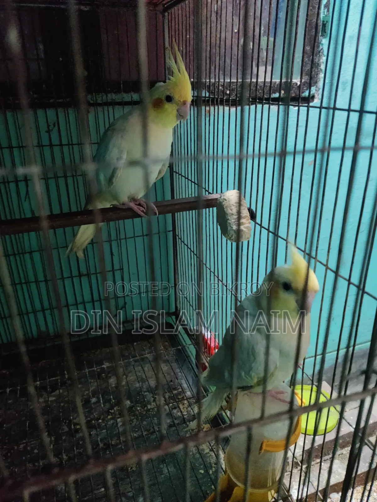 Running Cockatiel Bird