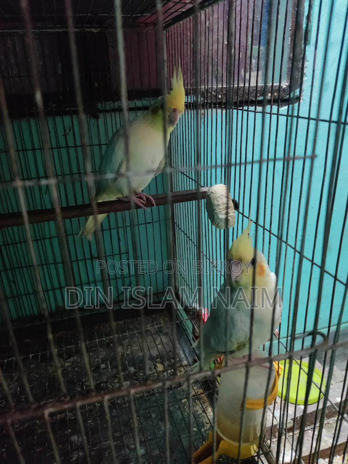 Running Cockatiel Bird