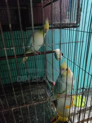 Running Cockatiel Bird