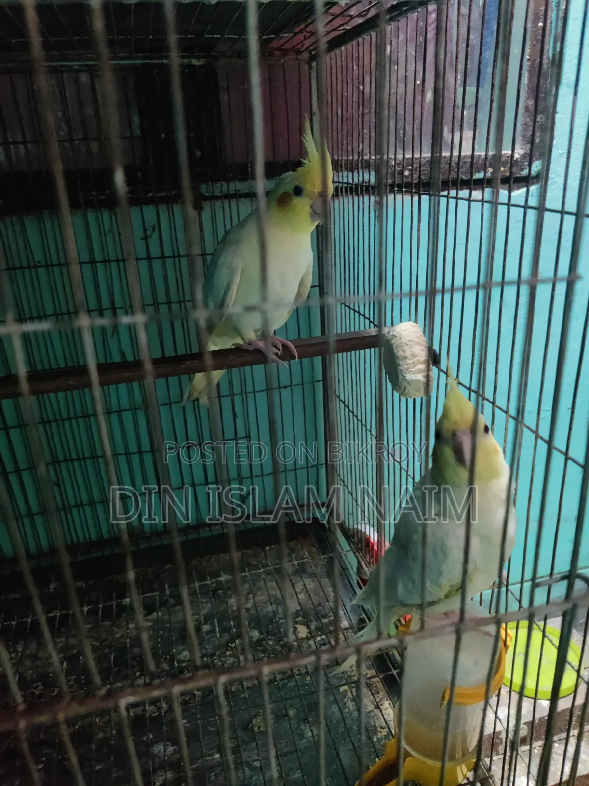 Running Cockatiel Bird