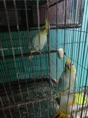 Running Cockatiel Bird