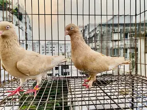 Ghia Sulli Chuithal Pair