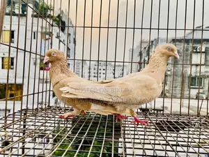 Ghia Sulli Chuithal Pair