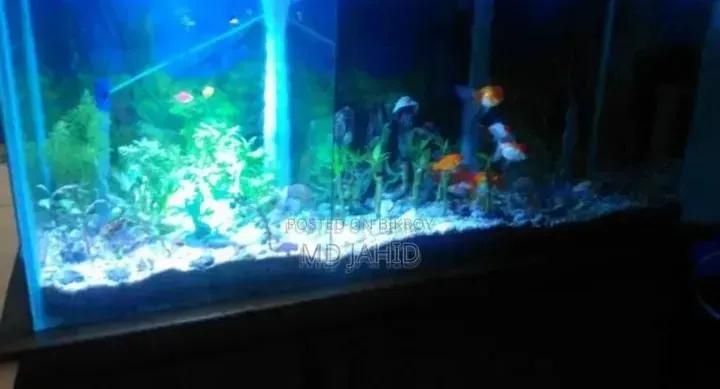 ফিশ অ্যাকোয়ারিয়াম