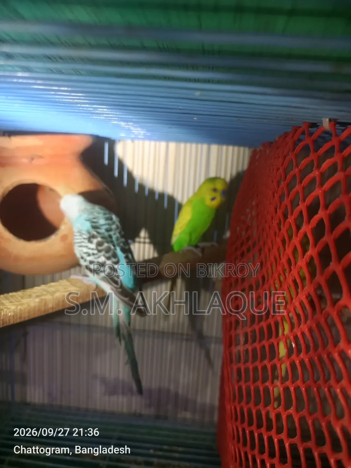 Budgerigar Birds