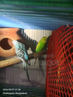 Budgerigar Birds