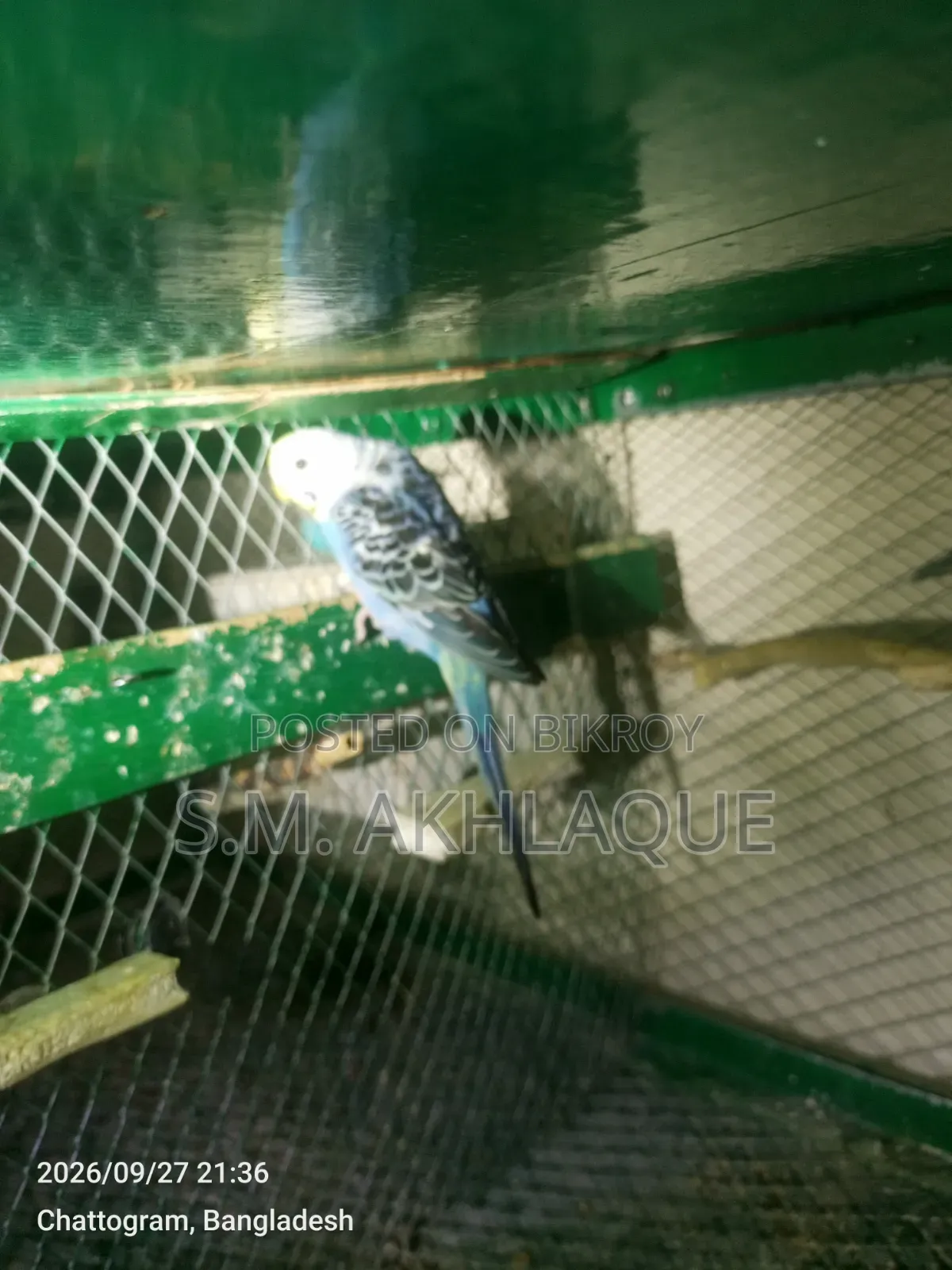 Budgerigar Birds