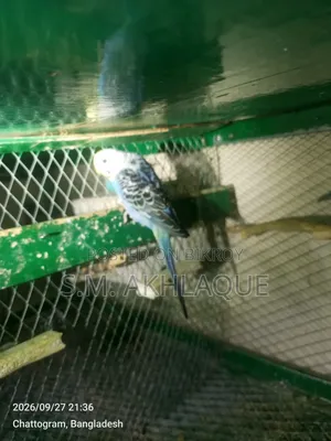 Budgerigar Birds