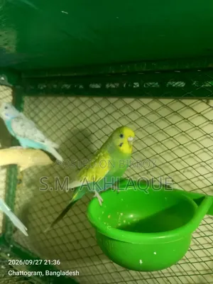 Budgerigar Birds