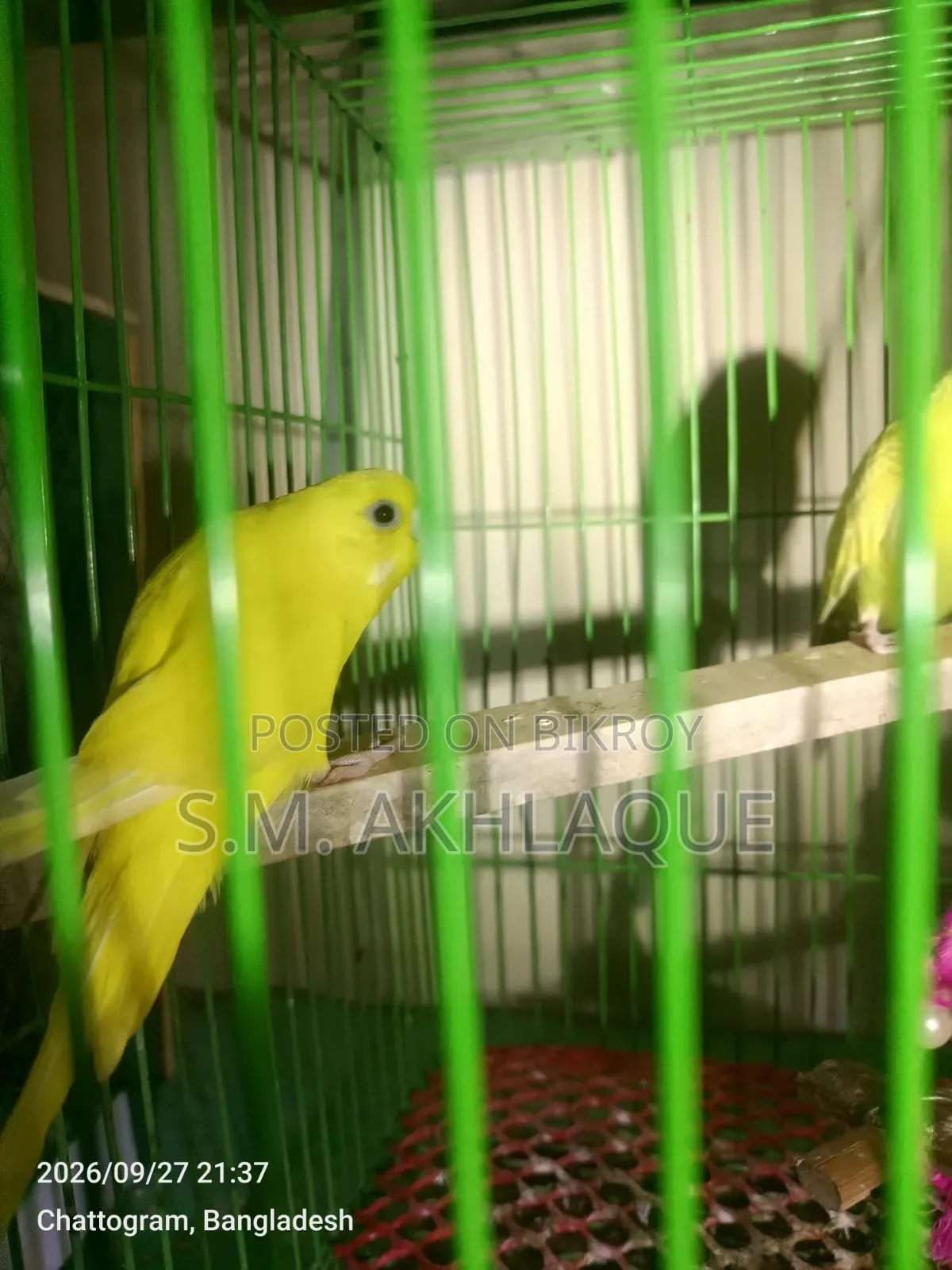 Budgerigar Birds