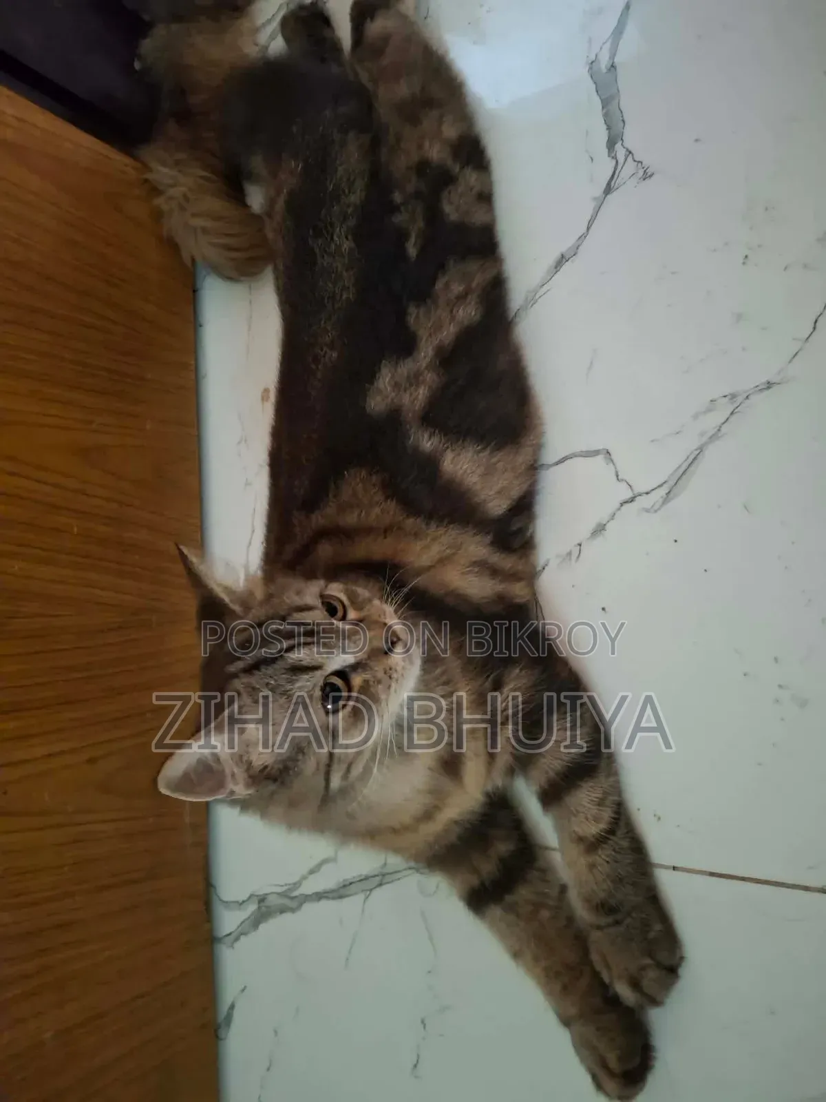 3-6 months Female Mixed Breed Bengal