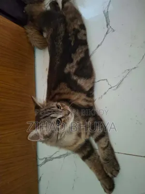 3-6 months Female Mixed Breed Bengal