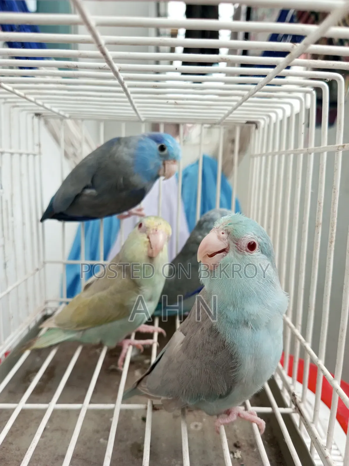 Forpus Adult Birds