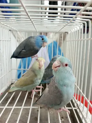 Forpus Adult Birds