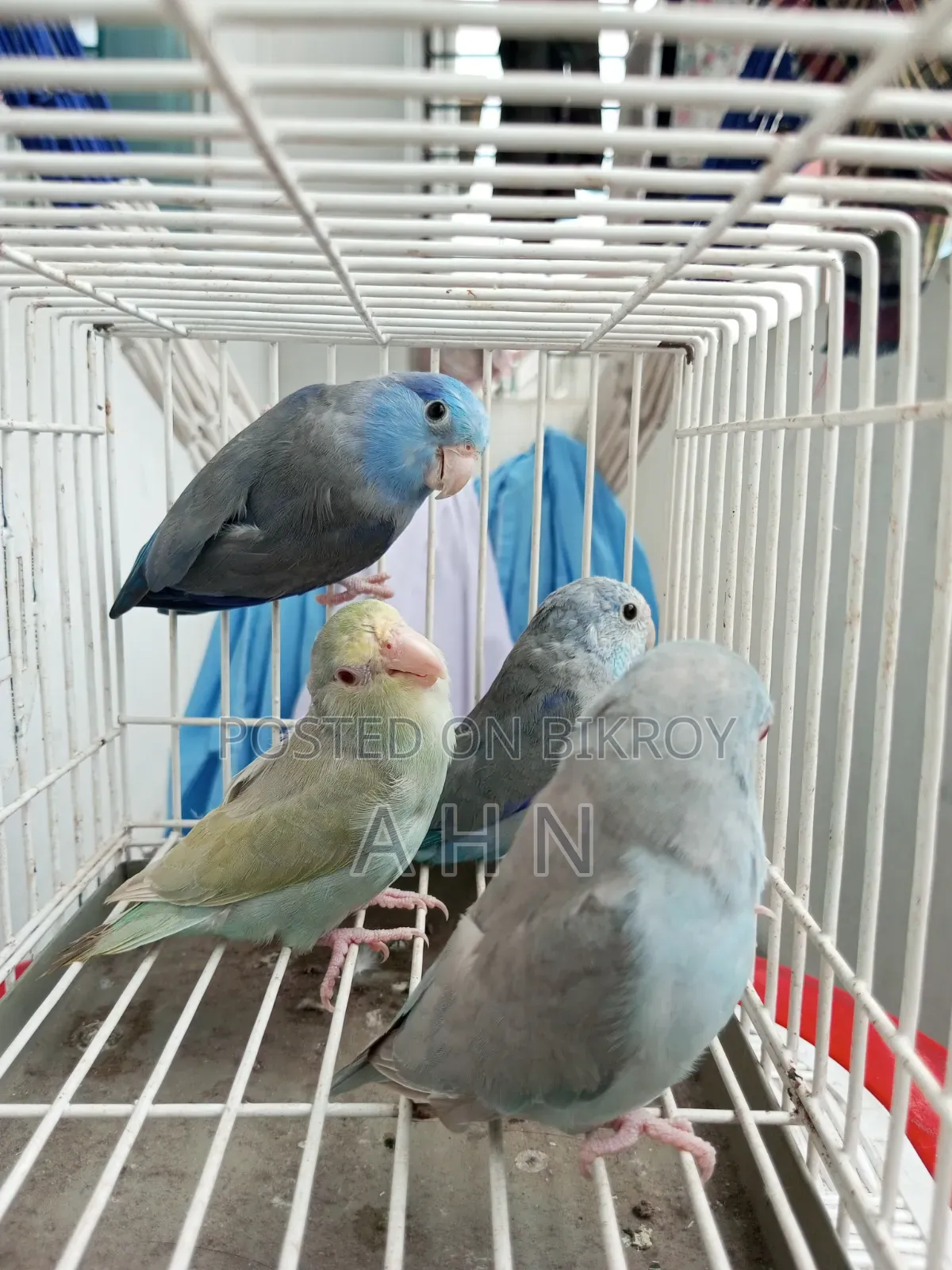 Forpus Adult Birds