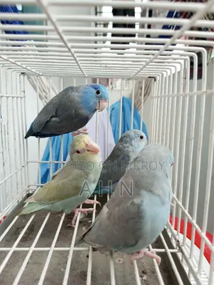 Forpus Adult Birds