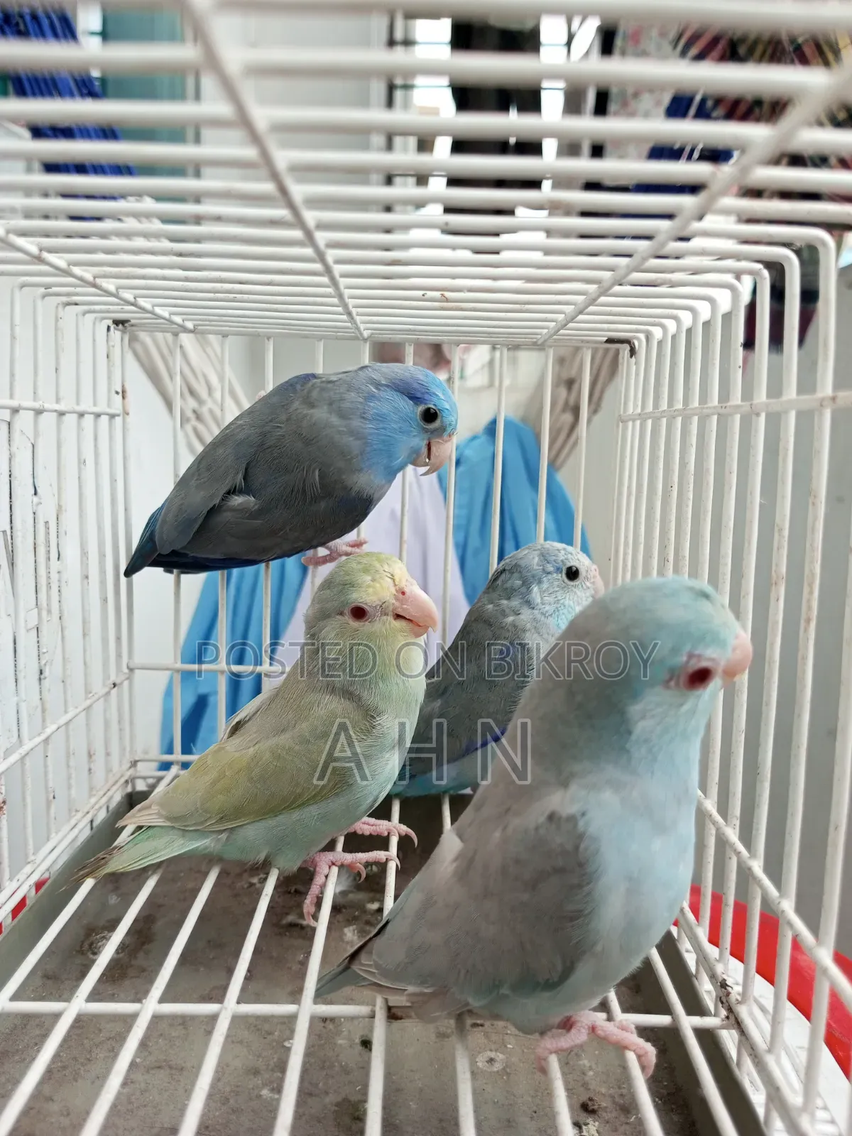 Forpus Adult Birds