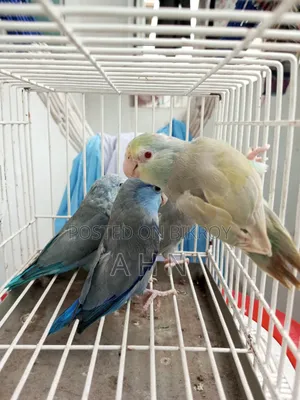 Forpus Adult Birds