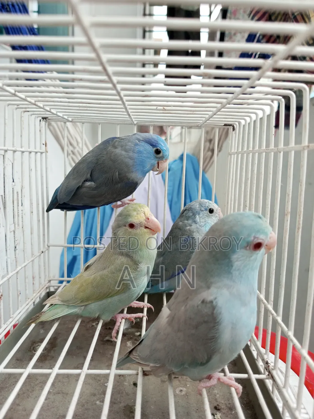 Forpus Adult Birds