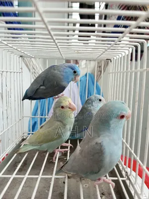 Forpus Adult Birds